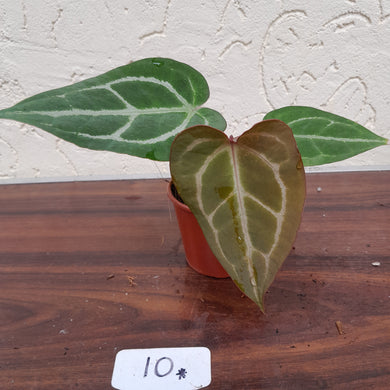 #10 Anthurium Crystallinum x