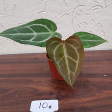 Load image into Gallery viewer, #10 Anthurium Crystallinum x