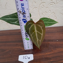 Load image into Gallery viewer, #10 Anthurium Crystallinum x