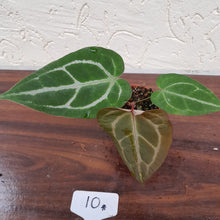 Load image into Gallery viewer, #10 Anthurium Crystallinum x