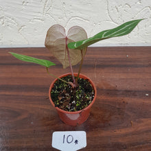 Load image into Gallery viewer, #10 Anthurium Crystallinum x