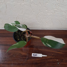 Load image into Gallery viewer, #G10 Philodendron White Knight