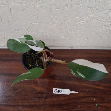 #G10 Philodendron White Knight