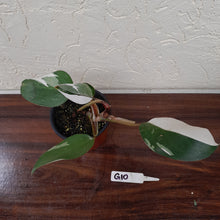 Load image into Gallery viewer, #G10 Philodendron White Knight