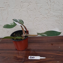 Load image into Gallery viewer, #G10 Philodendron White Knight