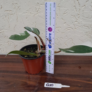 #G10 Philodendron White Knight