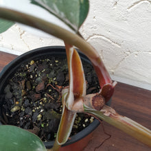 Load image into Gallery viewer, #G10 Philodendron White Knight