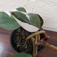 Load image into Gallery viewer, #G10 Philodendron White Knight