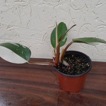 Load image into Gallery viewer, #G10 Philodendron White Knight