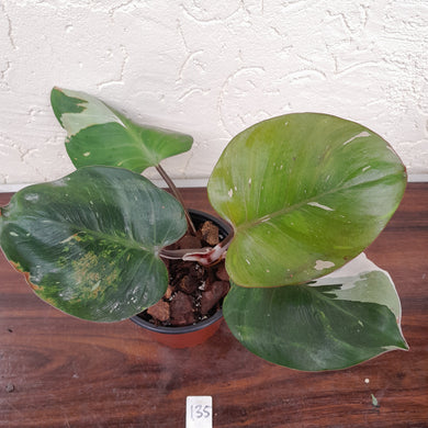#135 Philodendron White Knight
