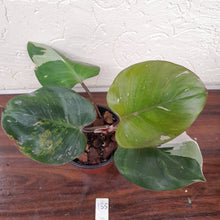 Load image into Gallery viewer, #135 Philodendron White Knight