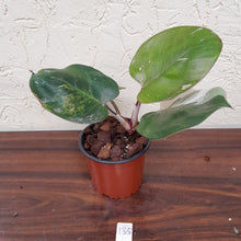 Load image into Gallery viewer, #135 Philodendron White Knight