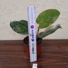 Load image into Gallery viewer, #135 Philodendron White Knight