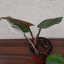 Load image into Gallery viewer, #135 Philodendron White Knight