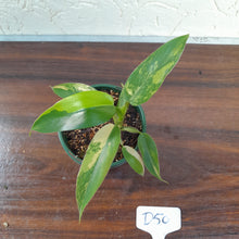 Load image into Gallery viewer, #D50 Variegated Philodendron Domesticum