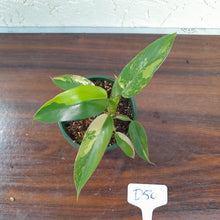 Load image into Gallery viewer, #D50 Variegated Philodendron Domesticum