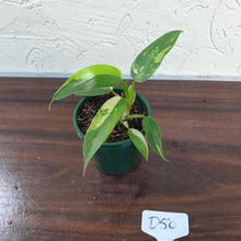 Load image into Gallery viewer, #D50 Variegated Philodendron Domesticum