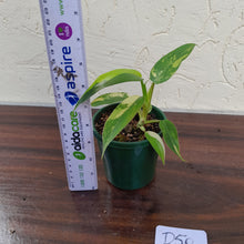 Load image into Gallery viewer, #D50 Variegated Philodendron Domesticum