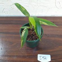 Load image into Gallery viewer, #D50 Variegated Philodendron Domesticum