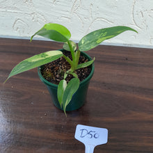 Load image into Gallery viewer, #D50 Variegated Philodendron Domesticum