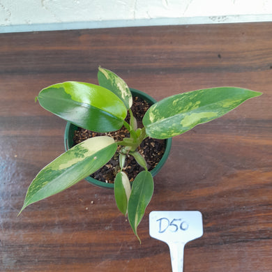 #D50 Variegated Philodendron Domesticum