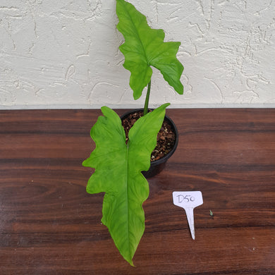#D50 Syngonium Steyermarkii