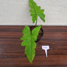 Load image into Gallery viewer, #D50 Syngonium Steyermarkii