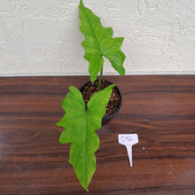 Load image into Gallery viewer, #D50 Syngonium Steyermarkii