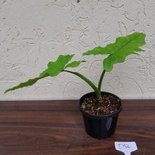 Load image into Gallery viewer, #D50 Syngonium Steyermarkii
