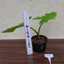Load image into Gallery viewer, #D50 Syngonium Steyermarkii