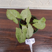 Load image into Gallery viewer, #R37 Syngonium Grey Ghost