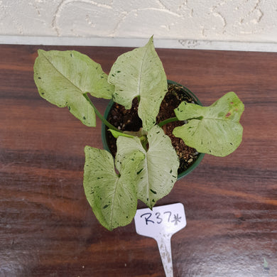 #R37 Syngonium Grey Ghost
