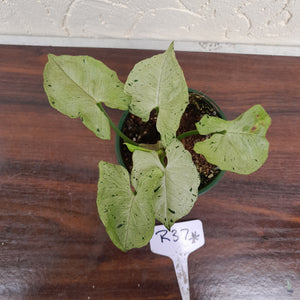 #R37 Syngonium Grey Ghost