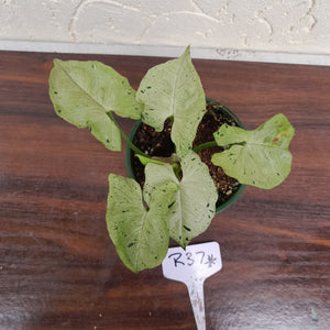 #R37 Syngonium Grey Ghost