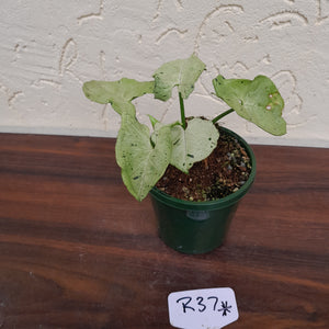 #R37 Syngonium Grey Ghost