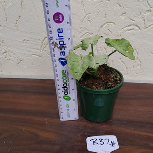 #R37 Syngonium Grey Ghost