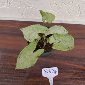 #R37 Syngonium Grey Ghost