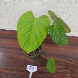 #D3 Philodendron Fuzzy Petiole