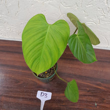 Load image into Gallery viewer, #D3 Philodendron Fuzzy Petiole