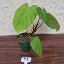 Load image into Gallery viewer, #D3 Philodendron Fuzzy Petiole