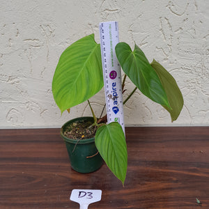 #D3 Philodendron Fuzzy Petiole