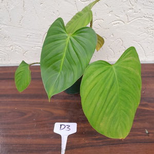 #D3 Philodendron Fuzzy Petiole