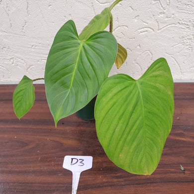 #D3 Philodendron Fuzzy Petiole