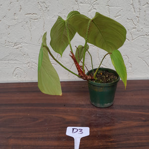 #D3 Philodendron Fuzzy Petiole