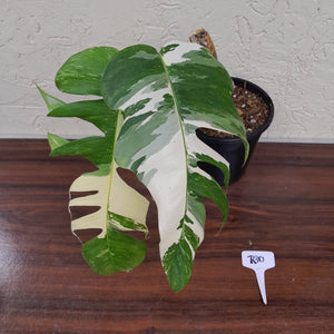 #R30 Large Variegated Epipremnum Pinnatum