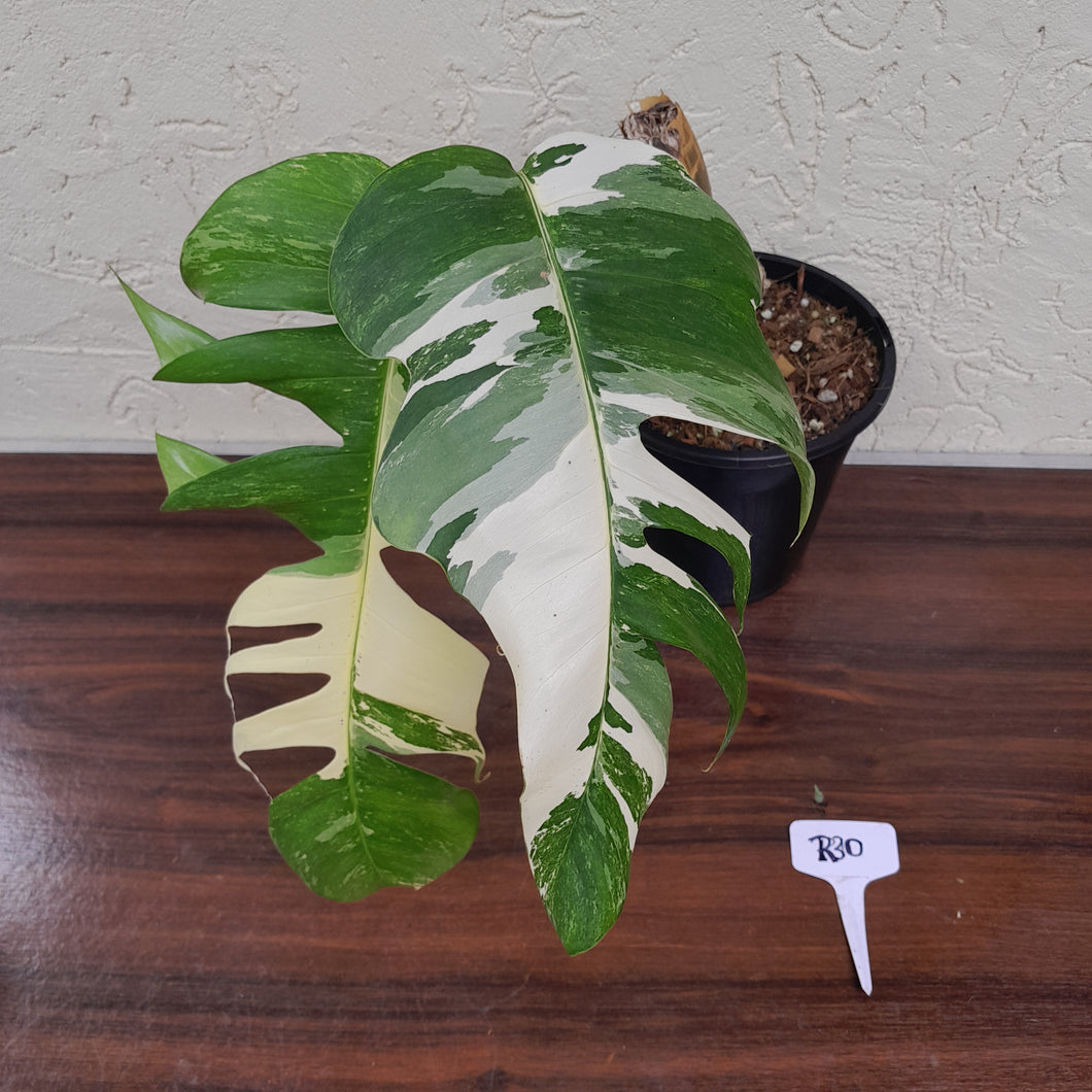 #R30 Large Variegated Epipremnum Pinnatum