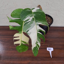 Load image into Gallery viewer, #R30 Large Variegated Epipremnum Pinnatum