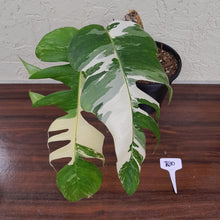 Load image into Gallery viewer, #R30 Large Variegated Epipremnum Pinnatum