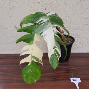 #R30 Large Variegated Epipremnum Pinnatum