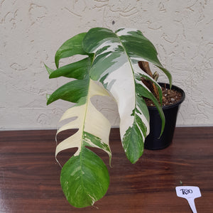 #R30 Large Variegated Epipremnum Pinnatum